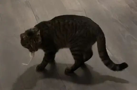 Кошки потеряшки, Санкт-Петербург, фото: Потеряшка кошка на Загородном проспекте, СПб.