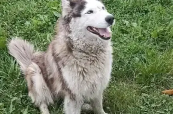Собака серо-рыжего окраса найдена в Лупполово