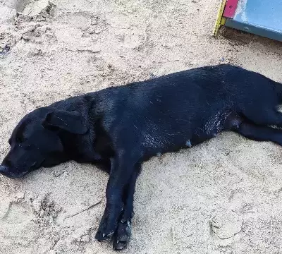Найдена черная собака в Саранске на Республиканской, 33