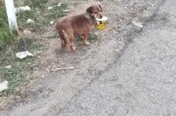 Найдена собака на 03Н-249, Трудобеликовский