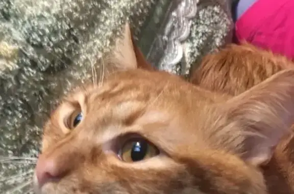 Кошки потеряшки, Москва, фото: Потеряшка кот Кузя на ул. Будановой, 8, Москва.