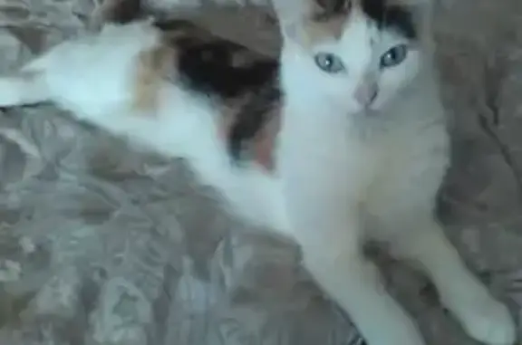 Пропала трёхцветная кошка в Московской области