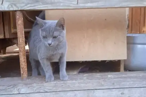 Породистая кошка на улице Пирогова, Астрахань
