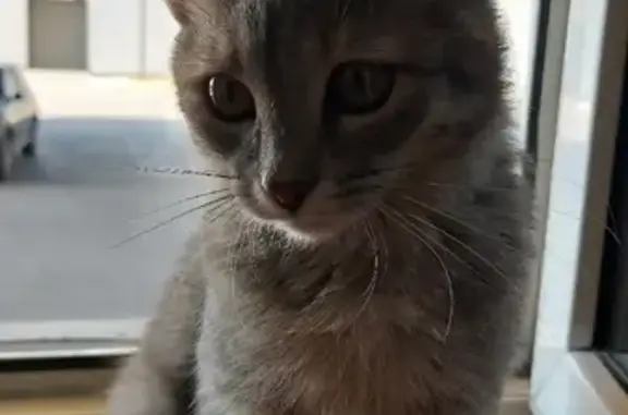 Кошки потеряшки, Казань, фото: Потеряшка кошка на Даурской, 6 мес., жёлтый ошейник, зовут Анфиса (Казань)