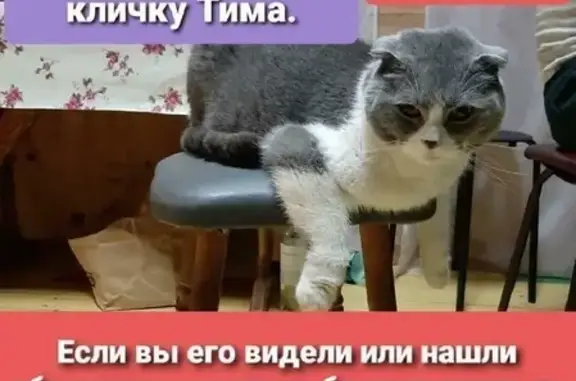 Пропал кот в Серпухове, район д. Райсемёновское, вознаграждение.