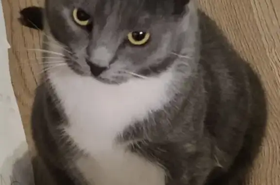 Кошки потеряшки, Санкт-Петербург, фото: Потеряшка кошка на пр. Королёва, 46 к3, СПб