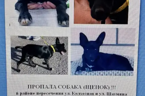 Пропал щенок той терьер на Колхозной, Славянск-на-Кубани