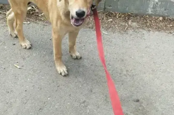 Собака Щенок найдена на Спасской улице в Москве