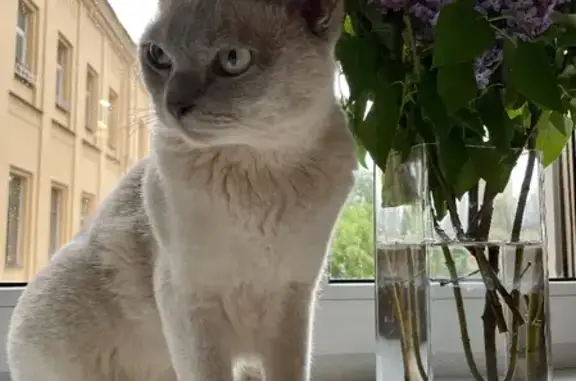 Пропала кошка в Сосновском поселении, Ленобласть – вознаграждение!