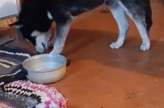 Собака на улице Ленина, 64 в Оленино