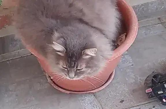 Кошки потеряшки, Краснодар, фото: Потеряшка кот Михалыч, Волгоградский проезд 28, Краснодар