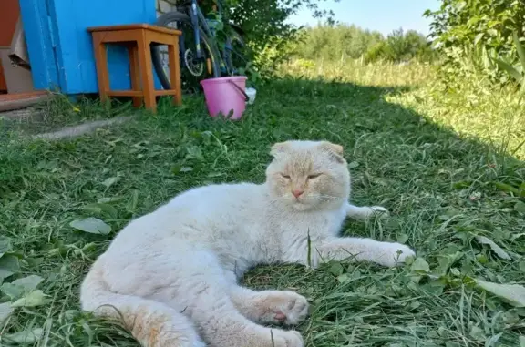 Срочно ищем дом для выброшенного котика в Лебедяни