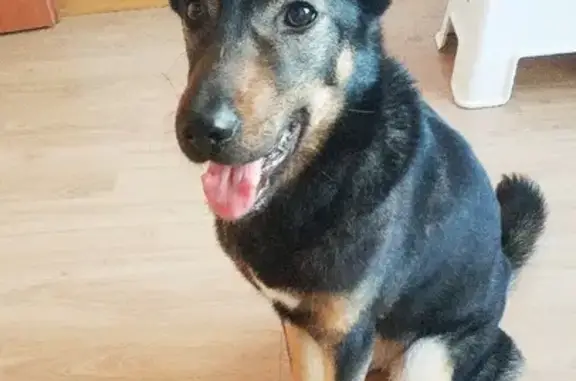 Найдена собака возле дома в Щербинке, ищем хозяина!