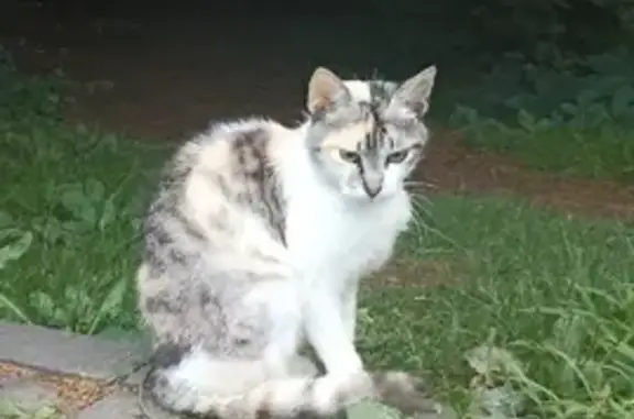 Найдена трёхцветная кошка на Восточной улице, Краснодар