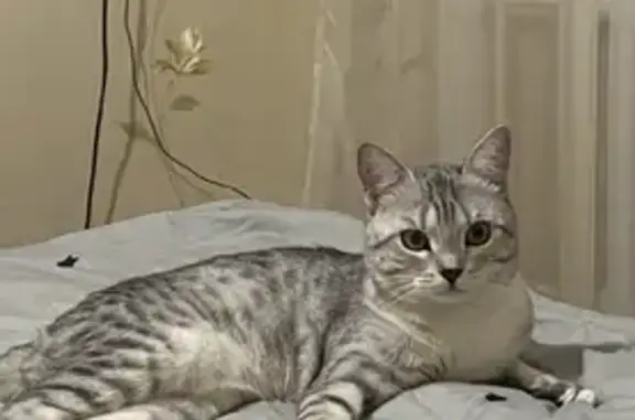 Кошки потеряшки, Ульяновск, фото: Потеряшка кошка Бакси, универсам, Камышинская ул. 21, Ульяновск