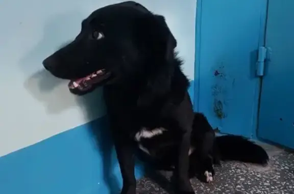 Собака на 9-м Пятилетке, 24: черная с белыми пятнами.