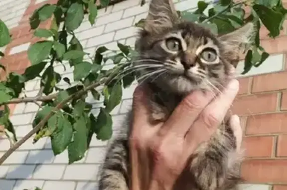 Найден кот Котик, ищет дом! (Адрес: Краснодар, ул. Красноармейская 108)