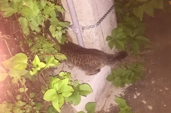 Котёнок найден на ул. Лемешко, 31, Видное.