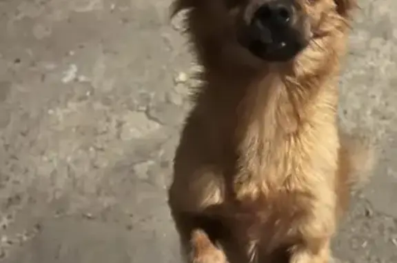 Найдена рыжая собака с неправильным прикусом на ул. Фадеева, 6А