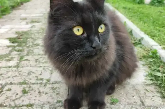 Пропала кошка в Первомайском, Снт Дружба 6, Московская область