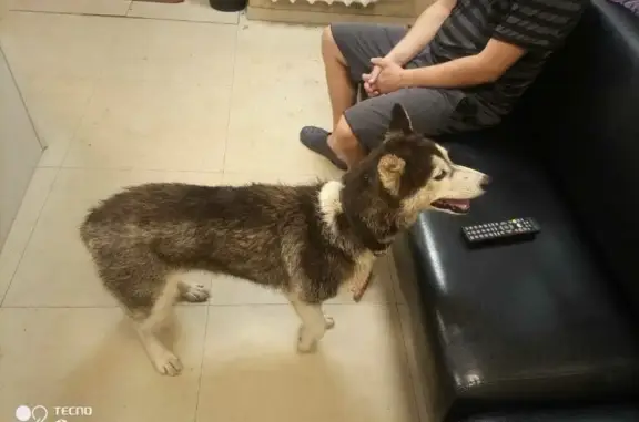 Найдена собака похожая на хаски на улице Вагжанова, Тверь