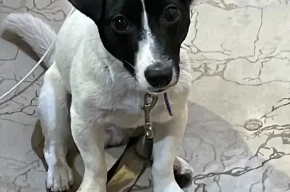 Пропала собака на улице Н. Чхеидзе, Тбилиси.