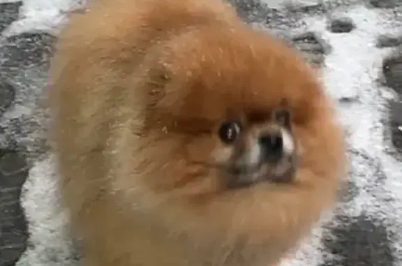 Собаки потеряшки, Санкт-Петербург, фото: Потеряшка собака Финя на пр. Наставников, 34