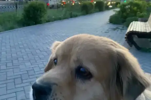 Пропала собака в районе Телецентра, ул. Геологическая, ищут на улице Терешковой, 3Б