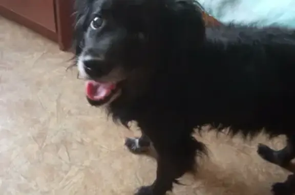 Найдена собака на улице Крупской, Цирк, 89197080376