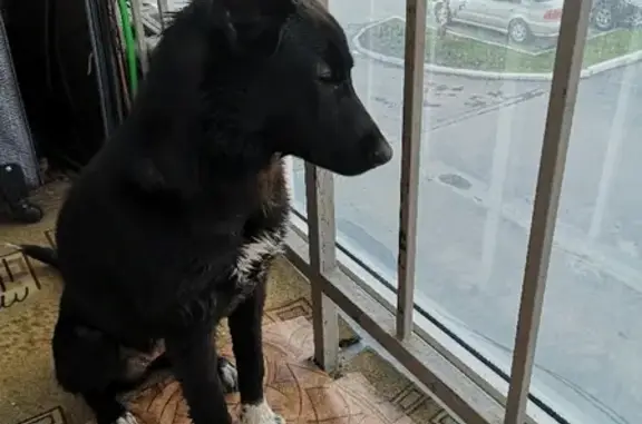Найдена чёрная собака с белыми лапками на Троллейном жиломассиве