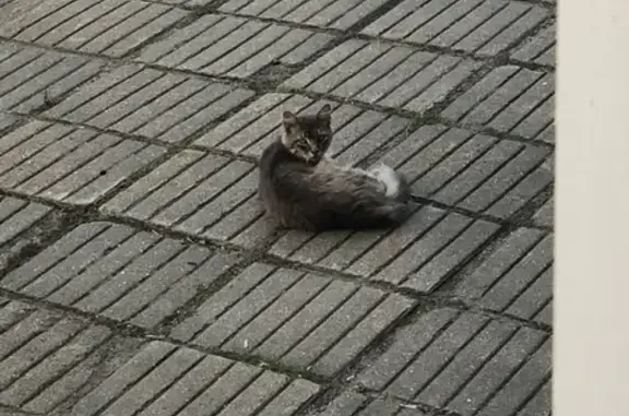 Найдена кошка на улице Мусы Джалиля, Москва