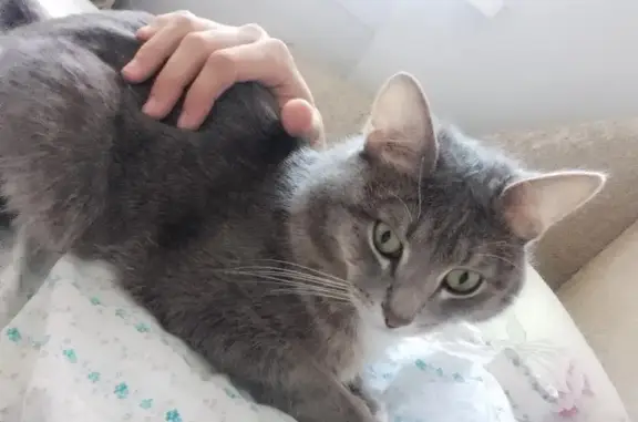 Объявления о пропавших и найденных животных, Богданович, фото: Пропал кот Тимоша на Партизанской 19