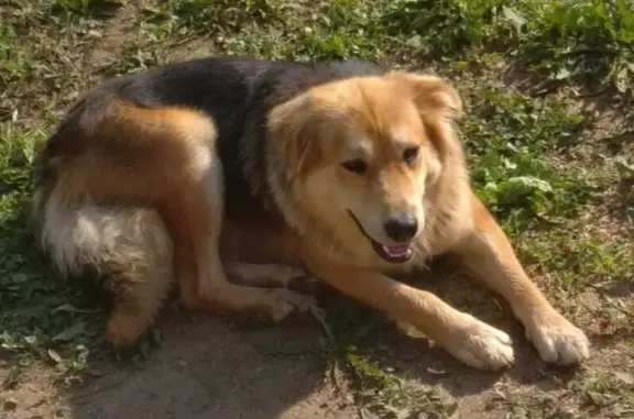 Собака найдена в СНТ Тайга-Пестово, Московская область
