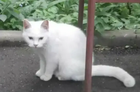 Найдена кошка в СПб на ул. Дыбенко