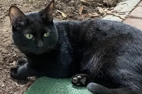 Найден чёрный котик на Лодейнопольской, СПб