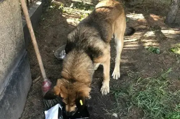 Собака с чипом на ухе найдена на улице Щетинкина, Новосибирск