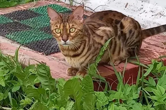 Пропала бенгальская кошка с ошейником, Синявинское поселение