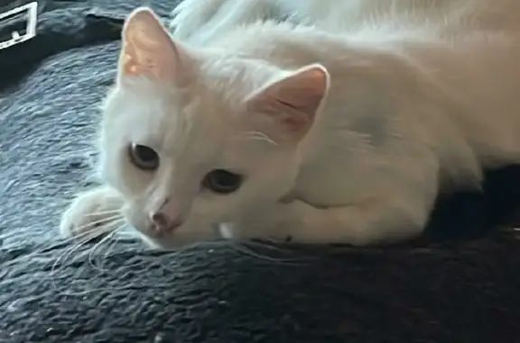 Кошки потеряшки, Санкт-Петербург, фото: Потеряшка Белая кошечка на улице Дыбенко в Санкт-Петербурге