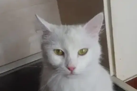 Найдена домашняя белая кошка на Митинской улице, Москва.