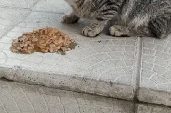Найдена кошка на Нижней Дуброве, ищем хозяев