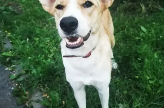 Найдена собака-улыбка на Восточно-Кругликовской, ищет семью