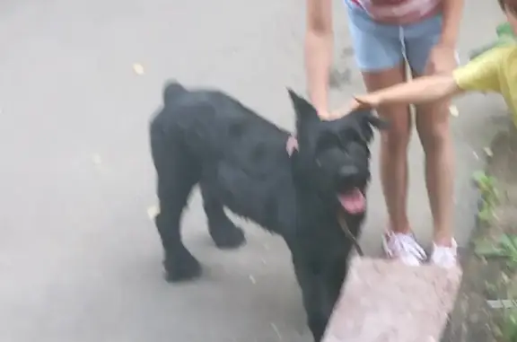 Собака Черный терьер на Южной улице 2А