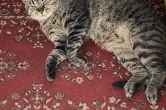 Пропала кошка Пузик в Колосково, Ленинградская область