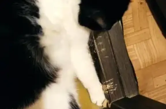 Потерянные животные Санкт-Петербург, фото: Пропала чернобелая кошка с ул. Сантьяго-де-Куба, 6 к3