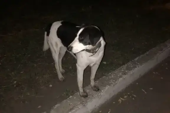 Собака с ошейником на улице Веселовского, 72А (Саранск)