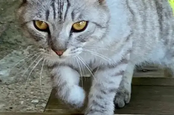 Найдена кошка в Домодедовском районе