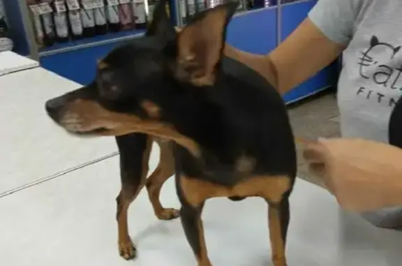 Найдена собака в магазине на Новокузьминской, Москва