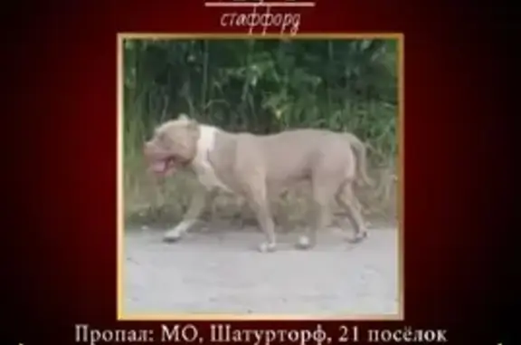 Собаки потеряшки, 21 Посёлок, фото: Потеряшка собака Хуч в Московской области