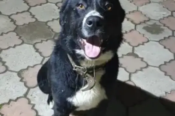 Найдена собака в Московской области на 59