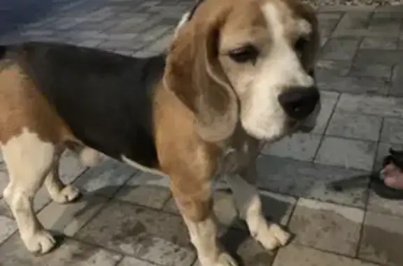 Найдена собака, Ростов-на-Дону, фото: Собака найдена на Книжной, 125/42, Ростов-на-Дону